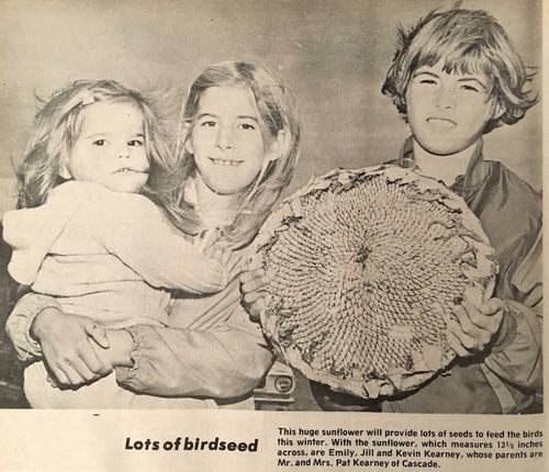 Photograph 273 of 393, 1981 collection