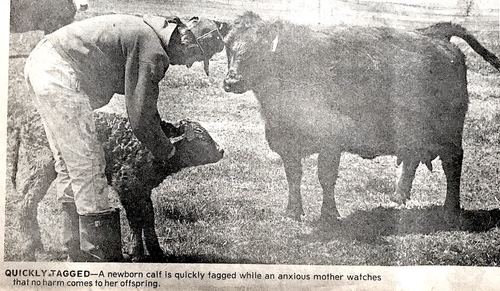 Photograph 176 of 438, 1982 collection