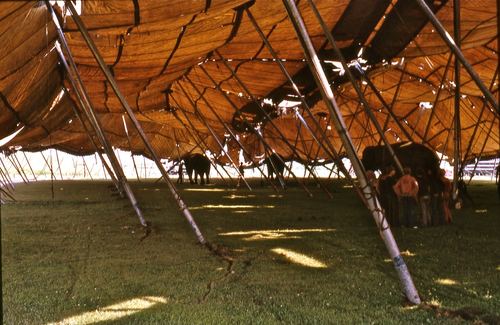circus 1975008