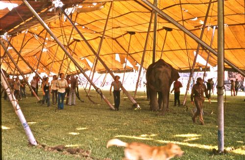 circus 1975009