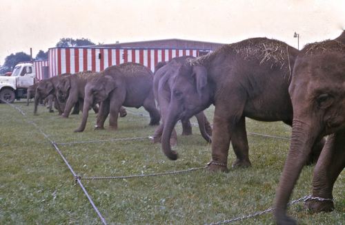 circus 1975013