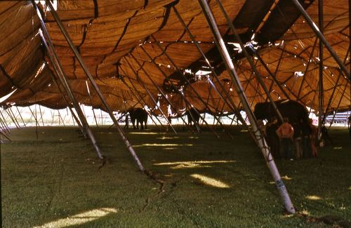circus 1975008