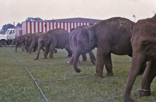 circus 1975013